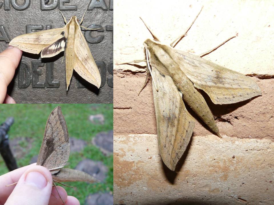 FIGURE 1a FIGURE 1a